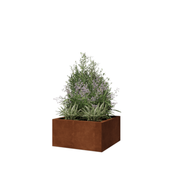 Corten-teräksinen istutuslaatikko - Neliönmuotoiset - 60 x 60 x 30 cm - Pohjalevyllä