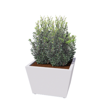 Teräksinen istutuslaatikko - Kartionmuotoiset - 80 x 80 x 51,5 cm - Hitsattu - RAL9010 matta (valkoinen) - Pohjalevyllä