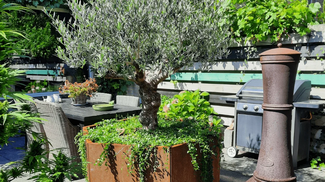 Oliivipuu suuressa ruukussa: oikean potin valinta ja hoitovinkit